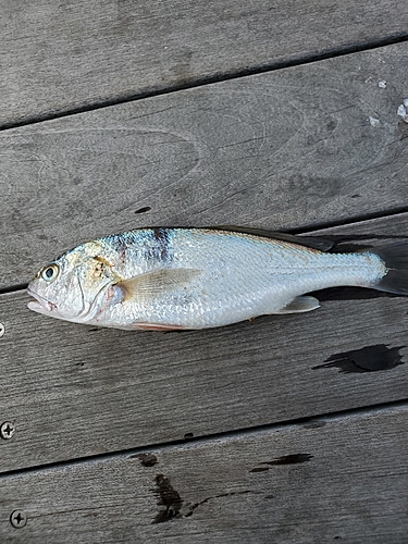 イシモチの釣果