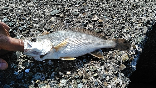 イシモチの釣果