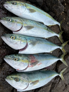 イナダの釣果