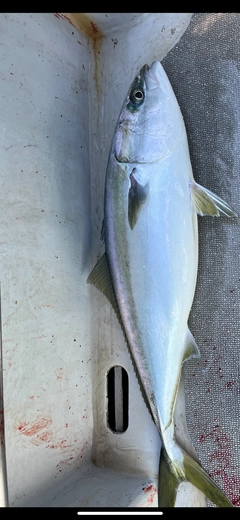 ブリの釣果