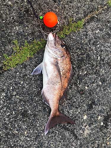 チヌの釣果