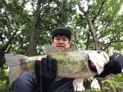 ブラックバスの釣果