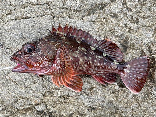 カサゴの釣果