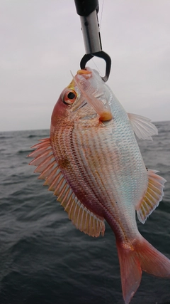 レンコダイの釣果