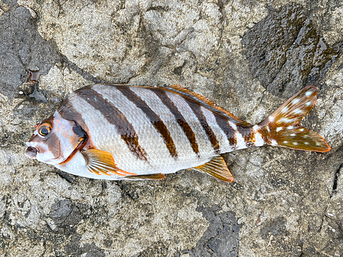 タカノハダイの釣果