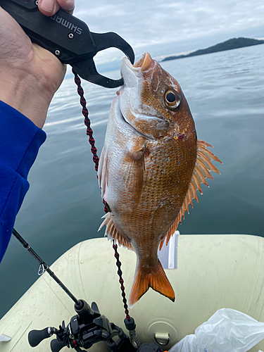 タイの釣果