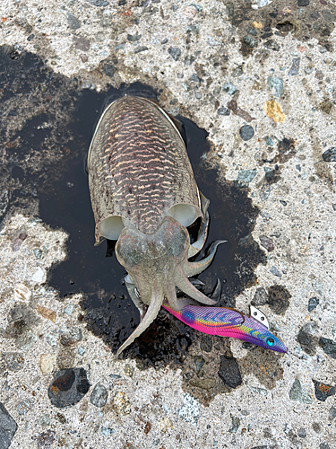 コウイカの釣果