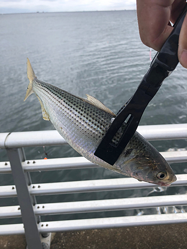 コノシロの釣果