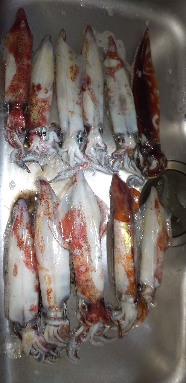 ちあきどんのパパさんの釣果 1枚目の画像