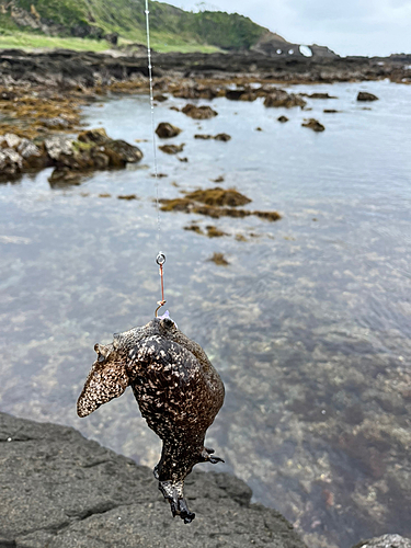 釣果