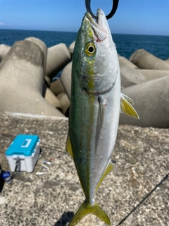 イナダの釣果