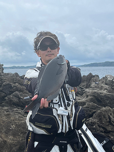 オナガグレの釣果