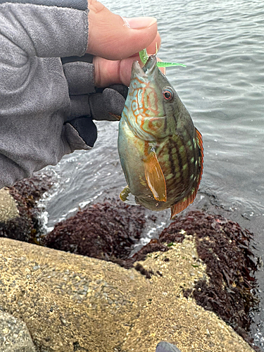 キュウセンの釣果