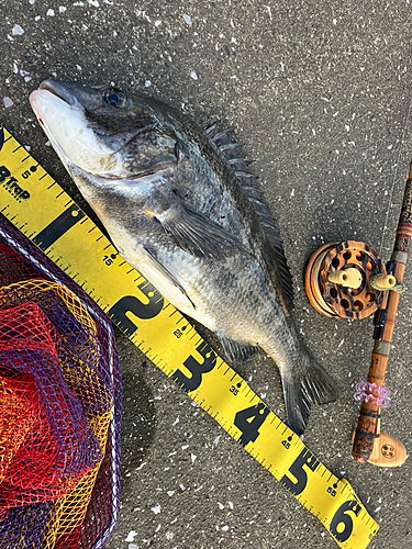 クロダイの釣果