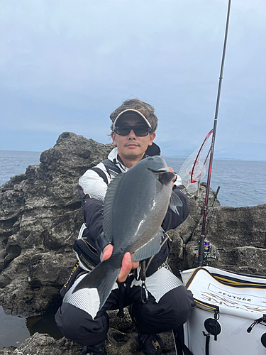 オナガグレの釣果