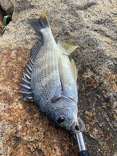 キビレの釣果