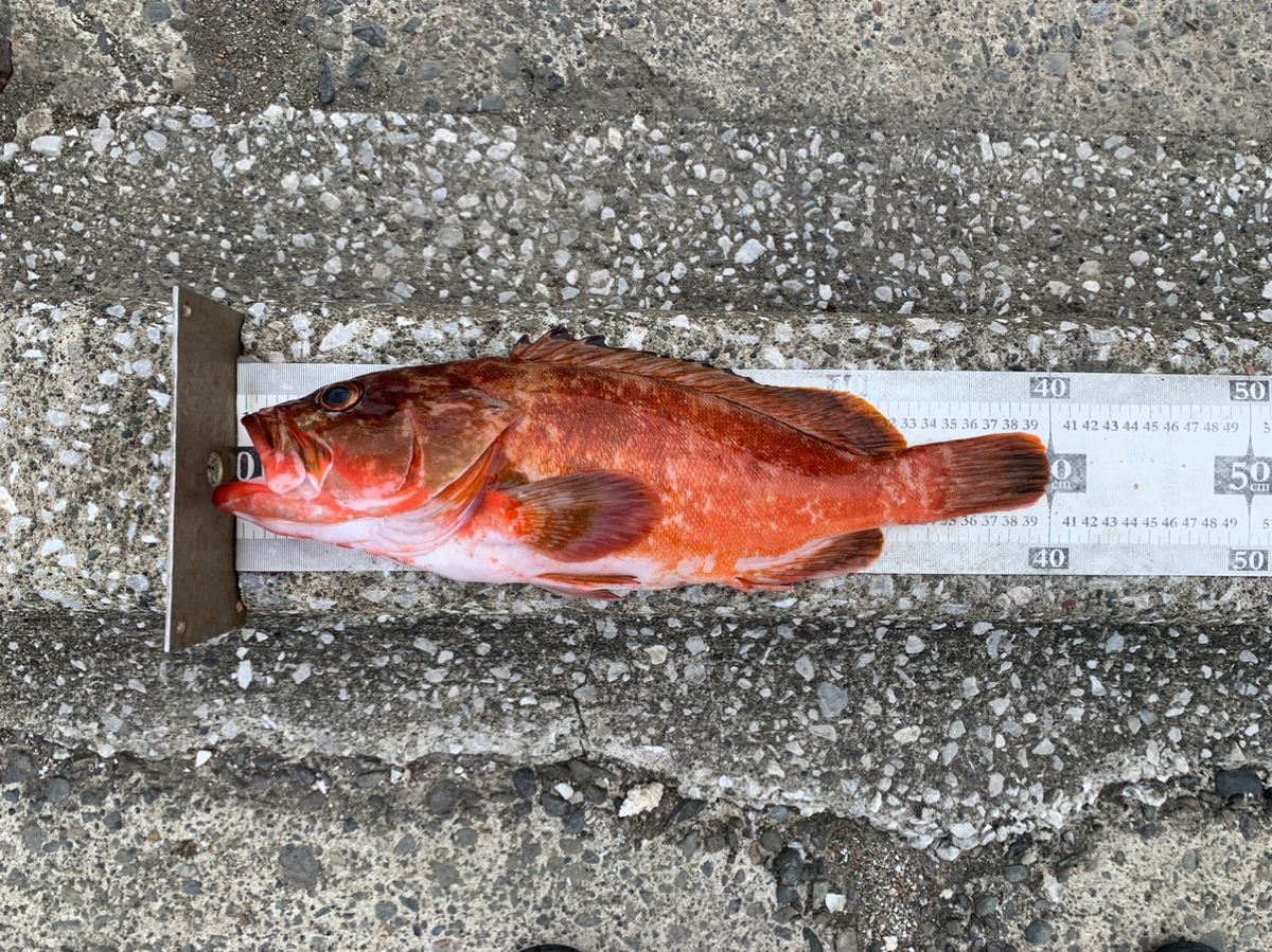 クサの上のフグさんの釣果 2枚目の画像