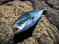 イナダの釣果