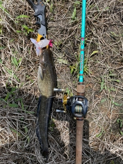 ナマズの釣果