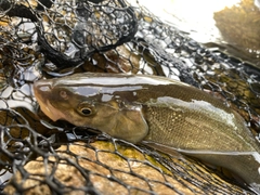 アメマスの釣果