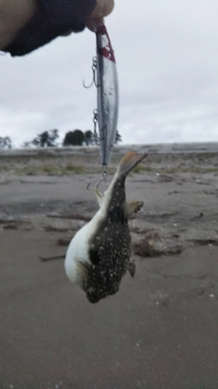 クサフグの釣果