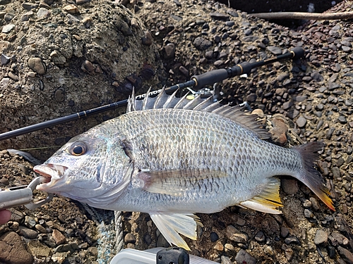 キビレの釣果