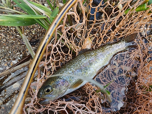 ニジマスの釣果