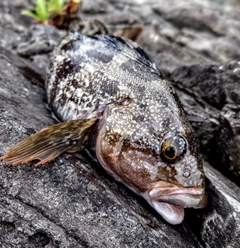 アイナメの釣果