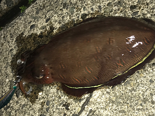 モンゴウイカの釣果