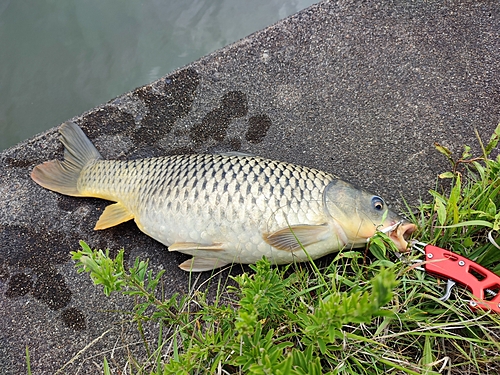 コイの釣果