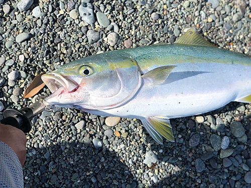 ワラサの釣果