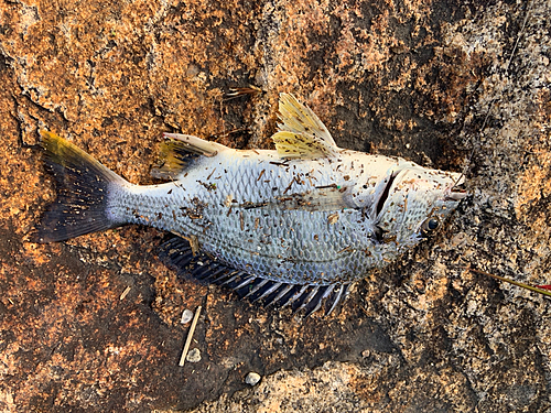 キビレの釣果