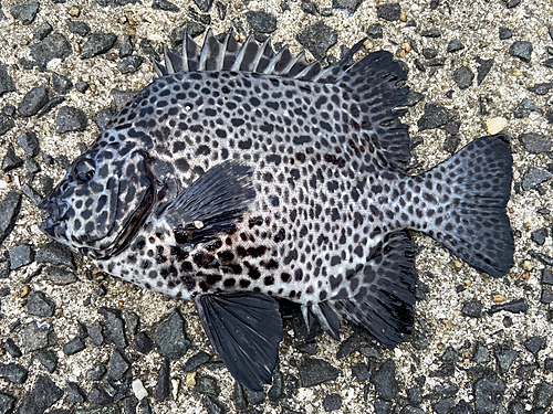 イシガキダイの釣果