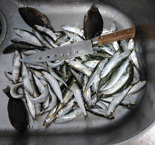 イワシの釣果