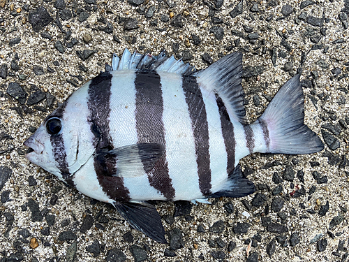 イシダイの釣果