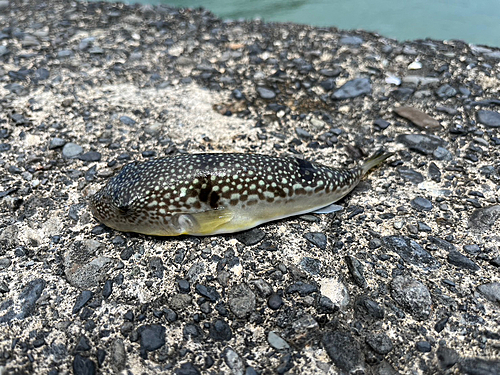 クサフグの釣果