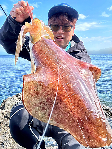 アオリイカの釣果