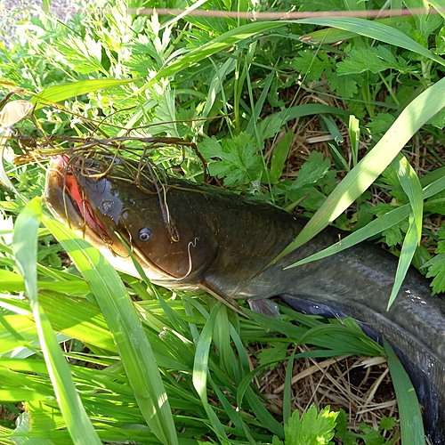 マナマズの釣果