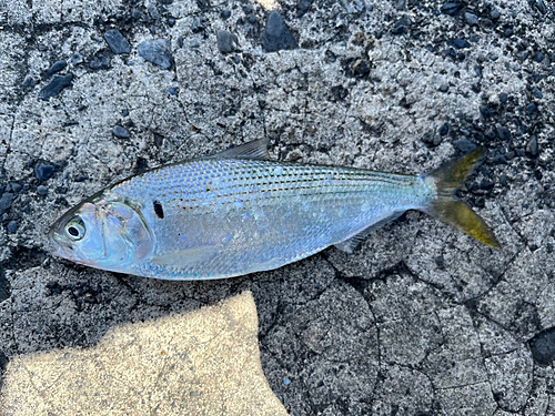 コノシロの釣果