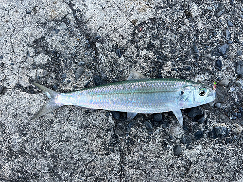 カタボシイワシの釣果