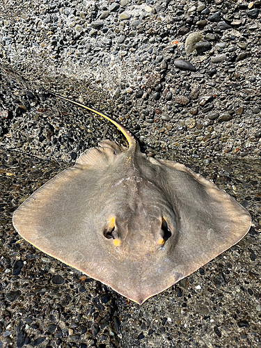 アカエイの釣果