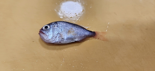 釣果