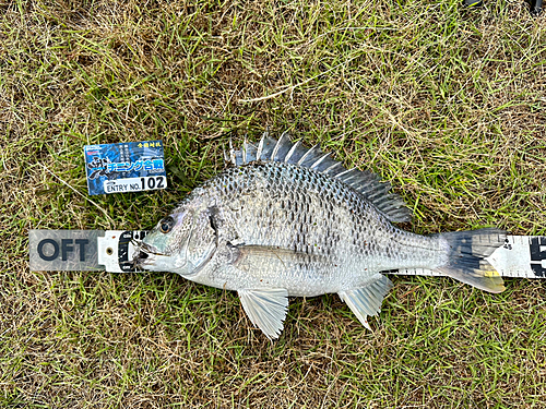 キビレの釣果