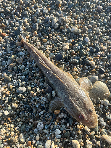 マゴチの釣果