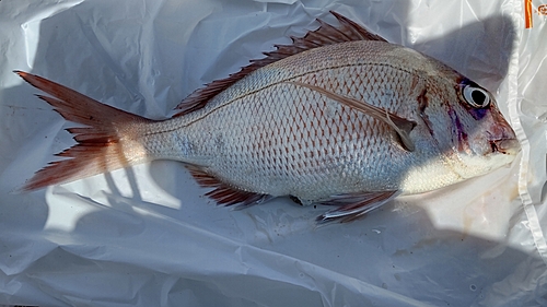 タイの釣果