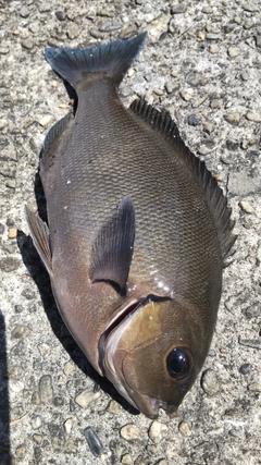グレの釣果
