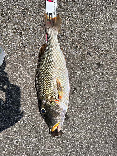 ムネアカクチビの釣果