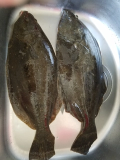 ヒラメの釣果