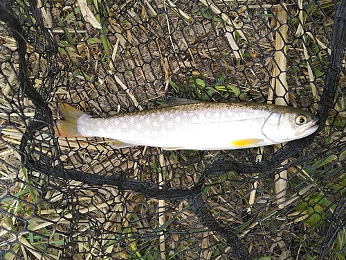 アメマスの釣果