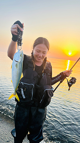 イナダの釣果